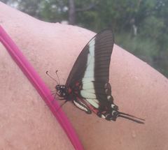 Protographium asius