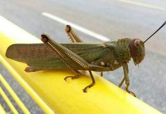 Tropidacris cristata grandis