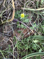 Leobordea divaricata