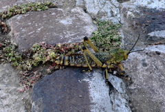 Phymateus leprosus leprosus