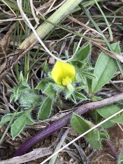 Leobordea divaricata