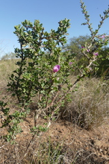 Indigofera nigromontana