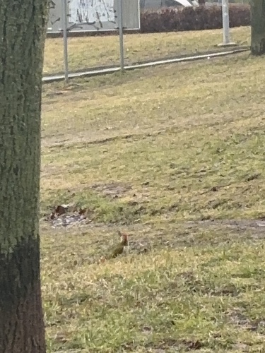 European Green Woodpecker