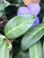 Vinca minor