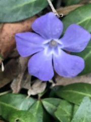 Vinca minor