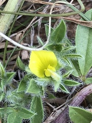 Leobordea divaricata