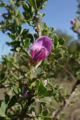 Indigofera nigromontana