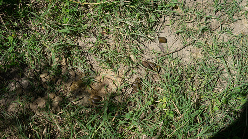 Capybara