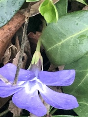 Vinca minor