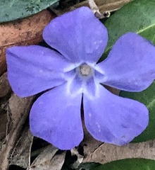 Vinca minor
