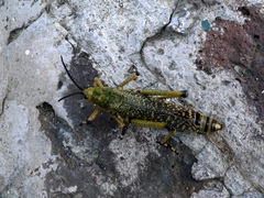 Phymateus leprosus leprosus