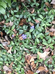 Vinca minor