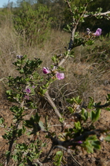 Indigofera nigromontana