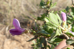 Indigofera nigromontana