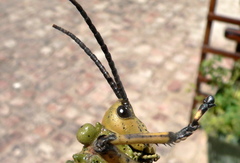 Phymateus leprosus leprosus