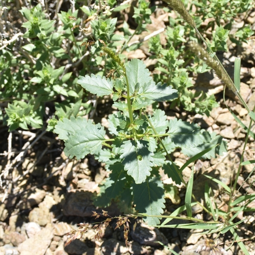 White Chascanum (Chascanum garipense)