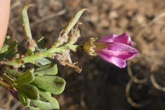Indigofera nigromontana