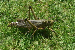 Phymateus leprosus leprosus