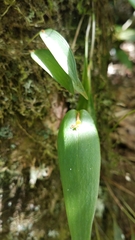 Pleurothallis correllii