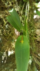 Pleurothallis correllii