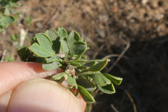 Indigofera nigromontana