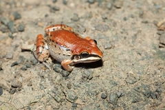 Leptodactylus mystacinus
