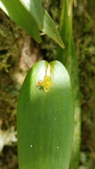 Pleurothallis correllii