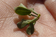 Indigofera nigromontana