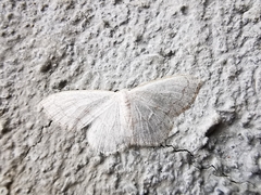 Scopula junctaria