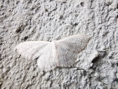 Scopula junctaria