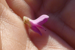 Indigofera nigromontana