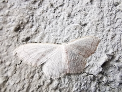 Scopula junctaria