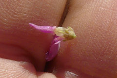 Indigofera nigromontana