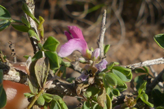 Indigofera nigromontana