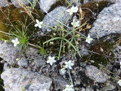 Moehringia