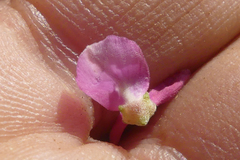 Indigofera nigromontana