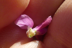 Indigofera nigromontana