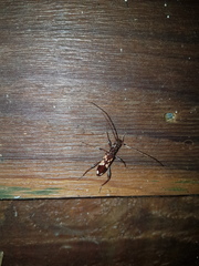 Coptocercus vicinus