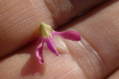 Indigofera nigromontana