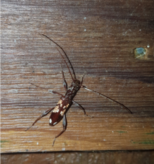 Coptocercus vicinus