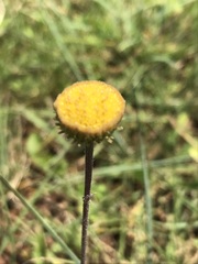 Nidorella podocephala