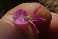 Indigofera nigromontana