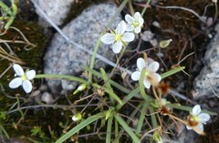 Moehringia