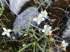 Moehringia