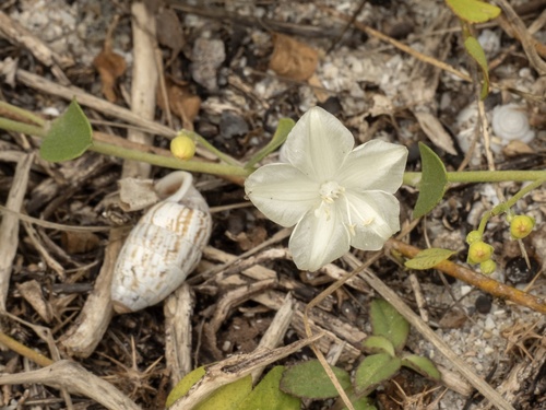 Beach jacquemontia (Jacquemontia reclinata)