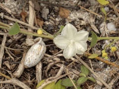 (c) Turner Brockman, some rights reserved (CC BY-SA) Jacquemontia reclinata, photograph (c) Turner Brockman, some rights reserved (CC BY-SA)