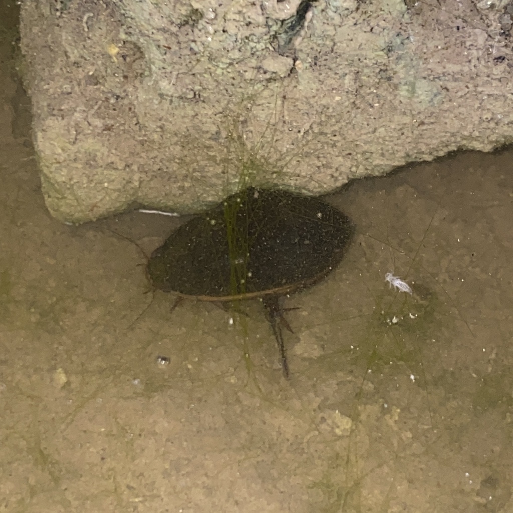 Naples Insects Fringed Diving Beetle from Picayune Strand State Forest, Naples, FL, US ...