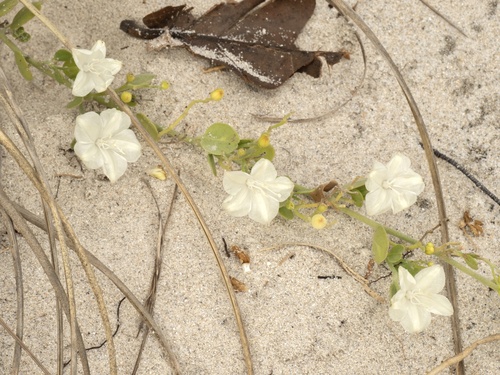 Jacquemontia reclinata, photograph 2