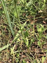 Nidorella podocephala