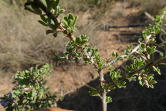 Indigofera nigromontana